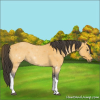 Horse Color:Buckskin 