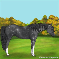 Horse Color:Black 