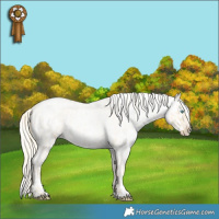Horse Color:Palomino Roan Pearl  and Palomino Roan Pearl Appaloosa 