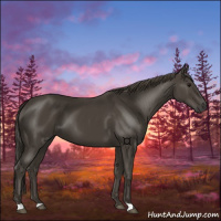 Horse Color:Smoky Black 