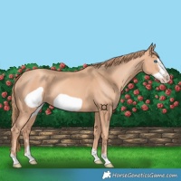 Horse Color:Gold Champagne Frame 