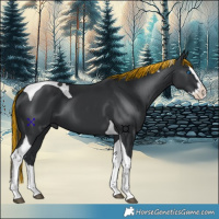 Horse Color:Painted Black Splash Tobiano
