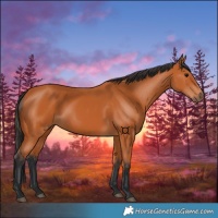 Horse Color:Bay 