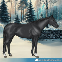 Horse Color:Black 