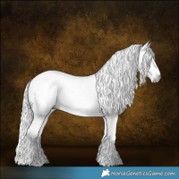 Horse Color:Gray White Spotted Silver Buckskin Rabicano 
