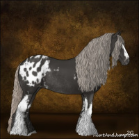 Horse Color:Gray White Spotted Silver Black Appaloosa Rabicano 
