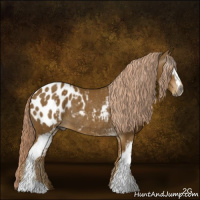 Horse Color:Gray White Spotted Palomino Appaloosa Rabicano