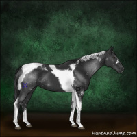 Horse Color:Black Tobiano 