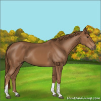 Horse Color:Chestnut Tobiano