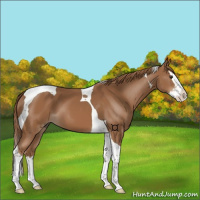 Horse Color:Chestnut Splash Tobiano