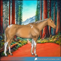 Horse Color:Palomino Tobiano 