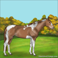 Horse Color:Chestnut Tobiano 