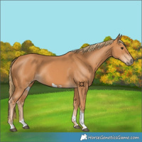 Horse Color:Chestnut Tobiano 