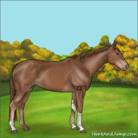 Horse Color:Chestnut Tobiano