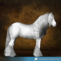 Horse Color:Gray White Spotted Black Tobiano 