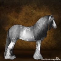 Horse Color:Gray White Spotted Blue Roan 