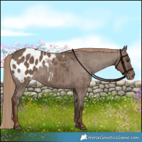 Horse Color:Liver Red Dun Appaloosa Brindle