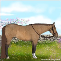 Horse Color:Buckskin Dun Varnish Brindle