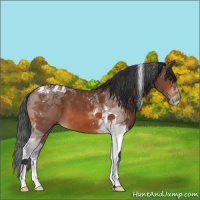 Horse Color:Bay Tobiano 