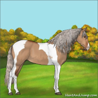 Horse Color:Silver Bay Dun Tobiano 