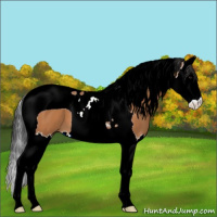 Horse Color:Bay Splash Tobiano 