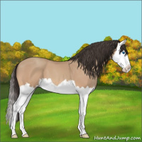 Horse Color:Amber Champagne Splash 