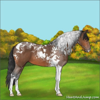 Horse Color:Bay Tobiano 