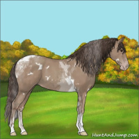 Horse Color:White Spotted Classic Champagne Tobiano