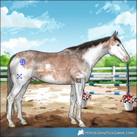 Horse Color:Bay Ice Splash 