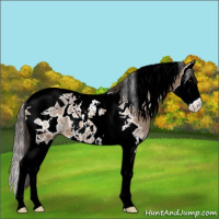 Horse Color:Brown Dun Sabino Splash Tobiano Appaloosa 