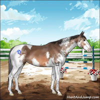 Horse Color:Bay Splash Tobiano