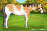 Horse Color:White Spotted Buckskin