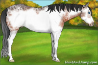 Horse Color:Bay Ice Sabino Splash Frame 