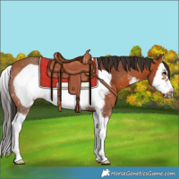 Horse Color:Bay Sabino Splash Frame 