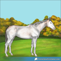 Horse Color:White Spotted Bay Splash 