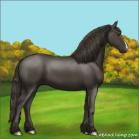 Horse Color:Smoky Black 