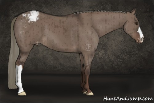 Horse Color:Liver Red Dun Mushroom Appaloosa Brindle 
