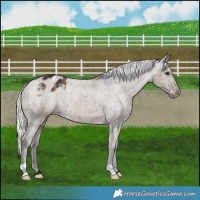 Horse Color:Liver Red Dun Mushroom Appaloosa Brindle 