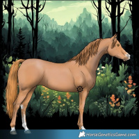 Horse Color:Chestnut Sabino