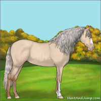 Horse Color:Silver Amber Champagne Dun 