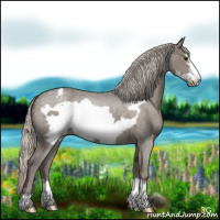 Horse Color:Silver Blue Roan Frame Appaloosa 