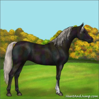 Horse Color:Midnight Silver Black 