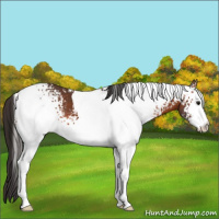 Horse Color:White Spotted Bay Tobiano 