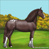 Horse Color:Chocolate Black Appaloosa 