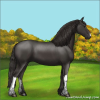 Horse Color:Smoky Black 