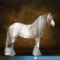 Horse Color:Gray White Spotted Liver Red Dun