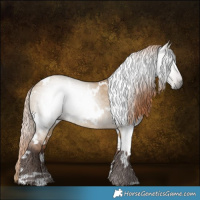 Horse Color:Gray White Spotted Red Dun Rabicano 