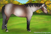 Horse Color:Gray Bay 
