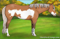 Horse Color:Silver Bay Frame 