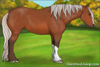 Horse Color:Silver Bay 